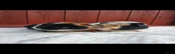 Guinea Pig rodents for sale: Teddy Brothers - Advert 1