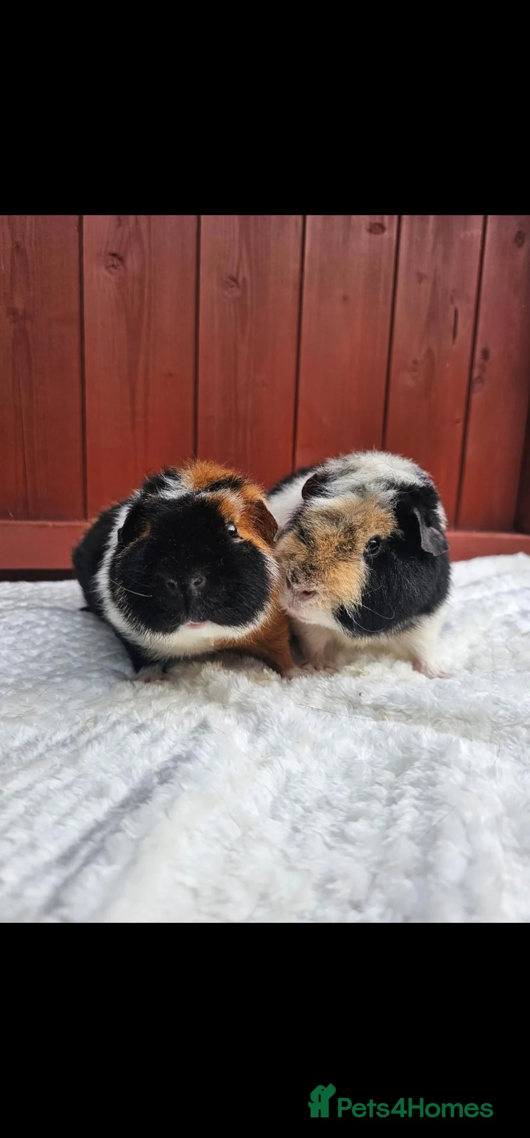 Guinea Pig rodents for sale: Teddy Brothers - Advert 1
