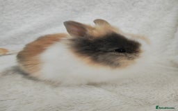 Lionhead rabbits for sale: Double mane lionhead rabbits - Image 3