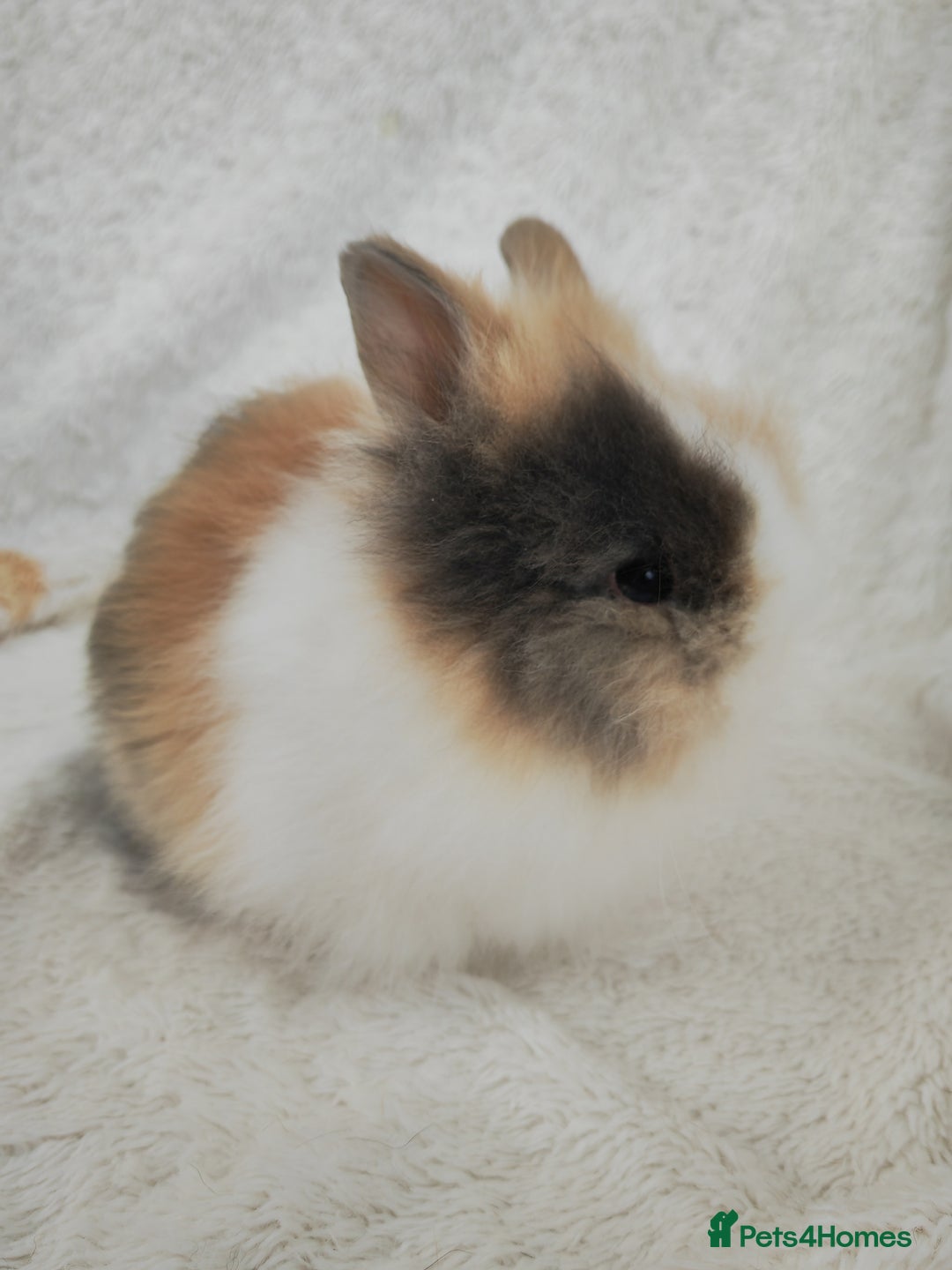 Lionhead rabbits for sale: Double mane lionhead rabbits - Image 3