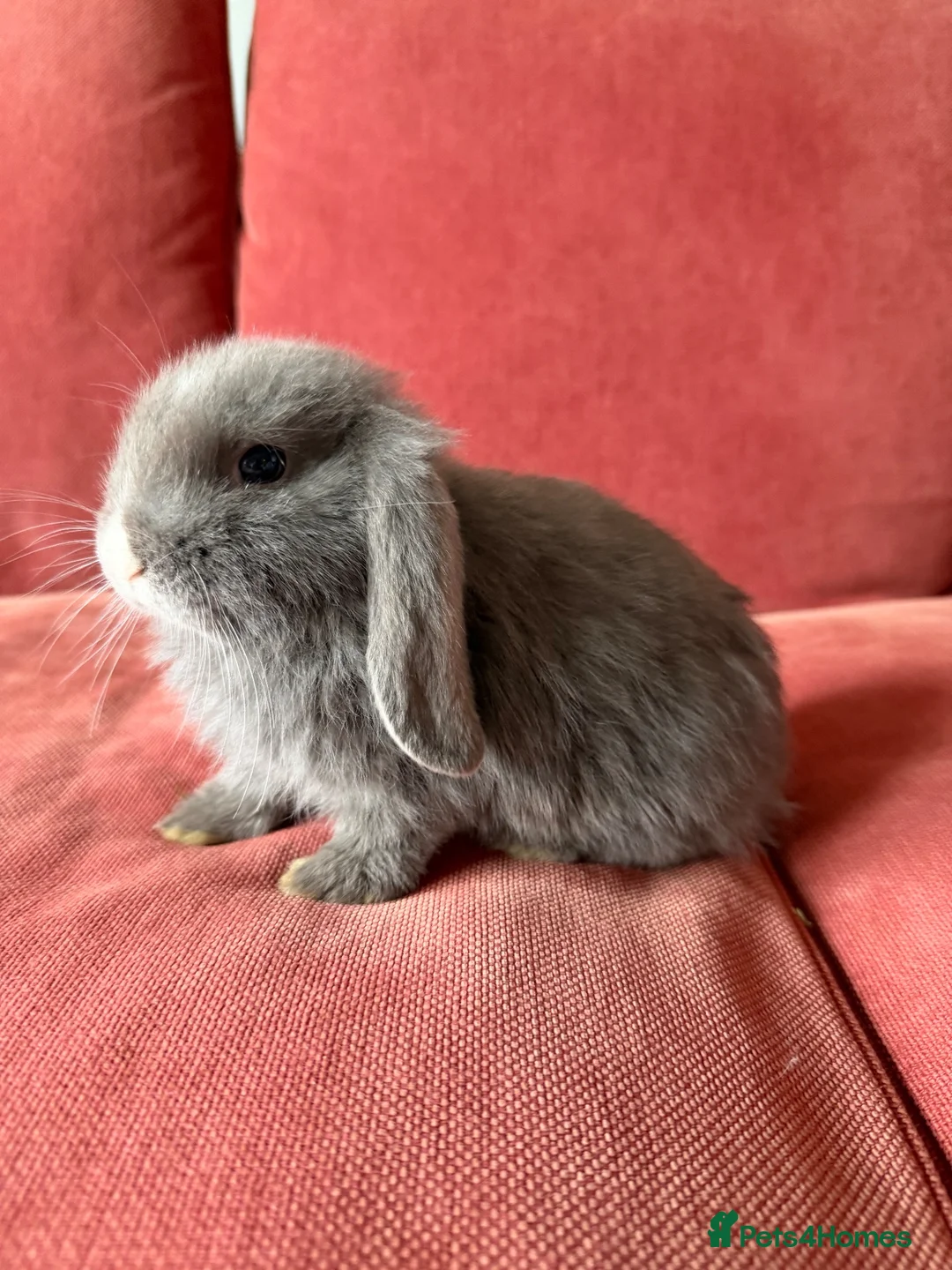 Mini Lop rabbits for sale: 3 Friendly Baby Rabbits Looking for Loving Homes in Buckhurst Hill - Advert 12