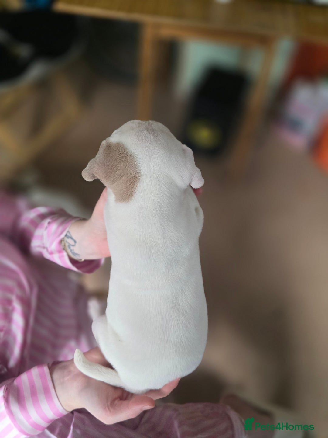 American Bully dogs for sale: Standard American bully 🐶  - Advert 11