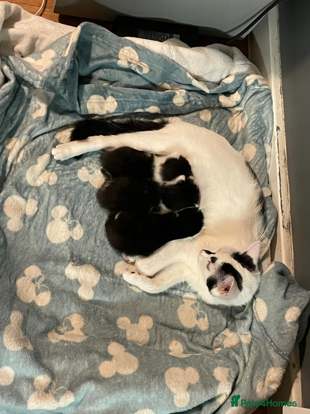 Mixed Breed cats for sale: BSH KITTEN FREE TOO GOOD HOME in Huddersfield - Advert 3