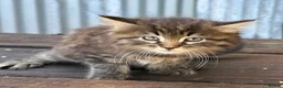 Maine Coon cats for sale: Stunning Maine coon x kitten  - Advert 15