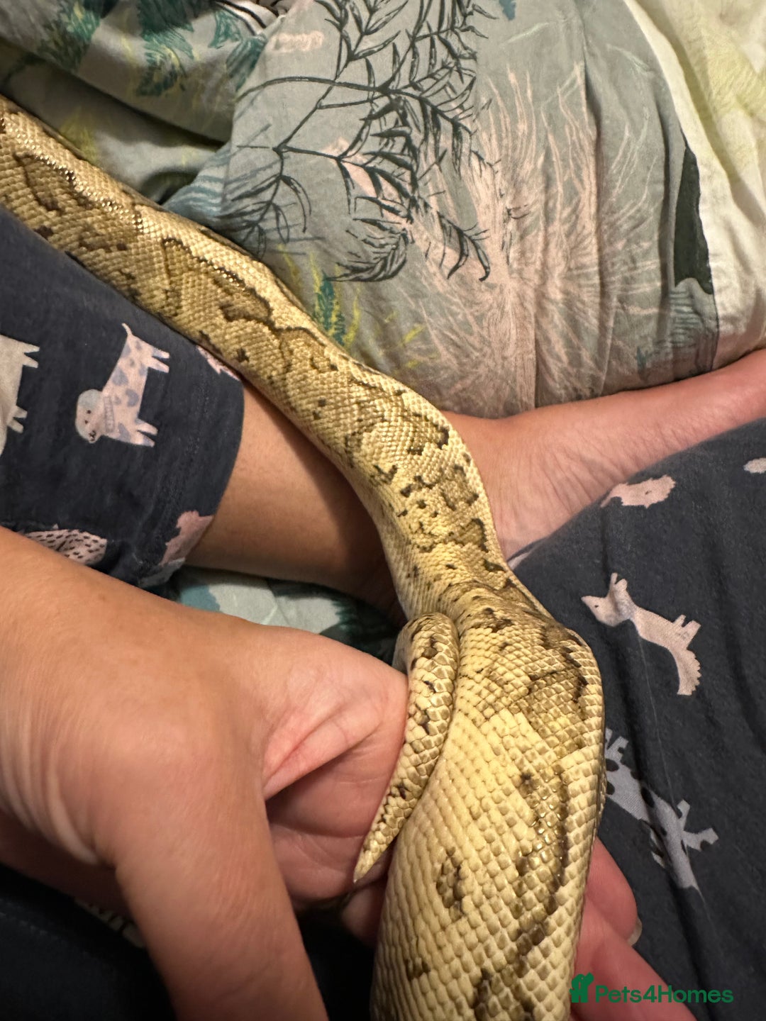 Python Snake reptiles for sale: Beautiful ball python and tank - Image 3