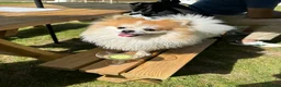 Pomeranian dogs for stud: STUD ONLY Lover boy Romeo  - Advert 2