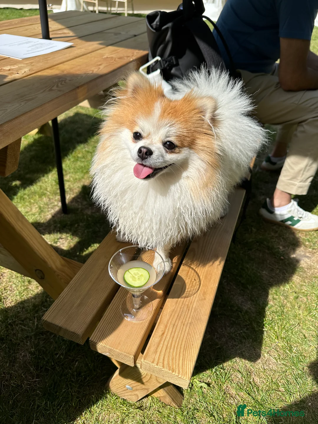 Pomeranian dogs for stud: STUD ONLY Lover boy Romeo  - Advert 2