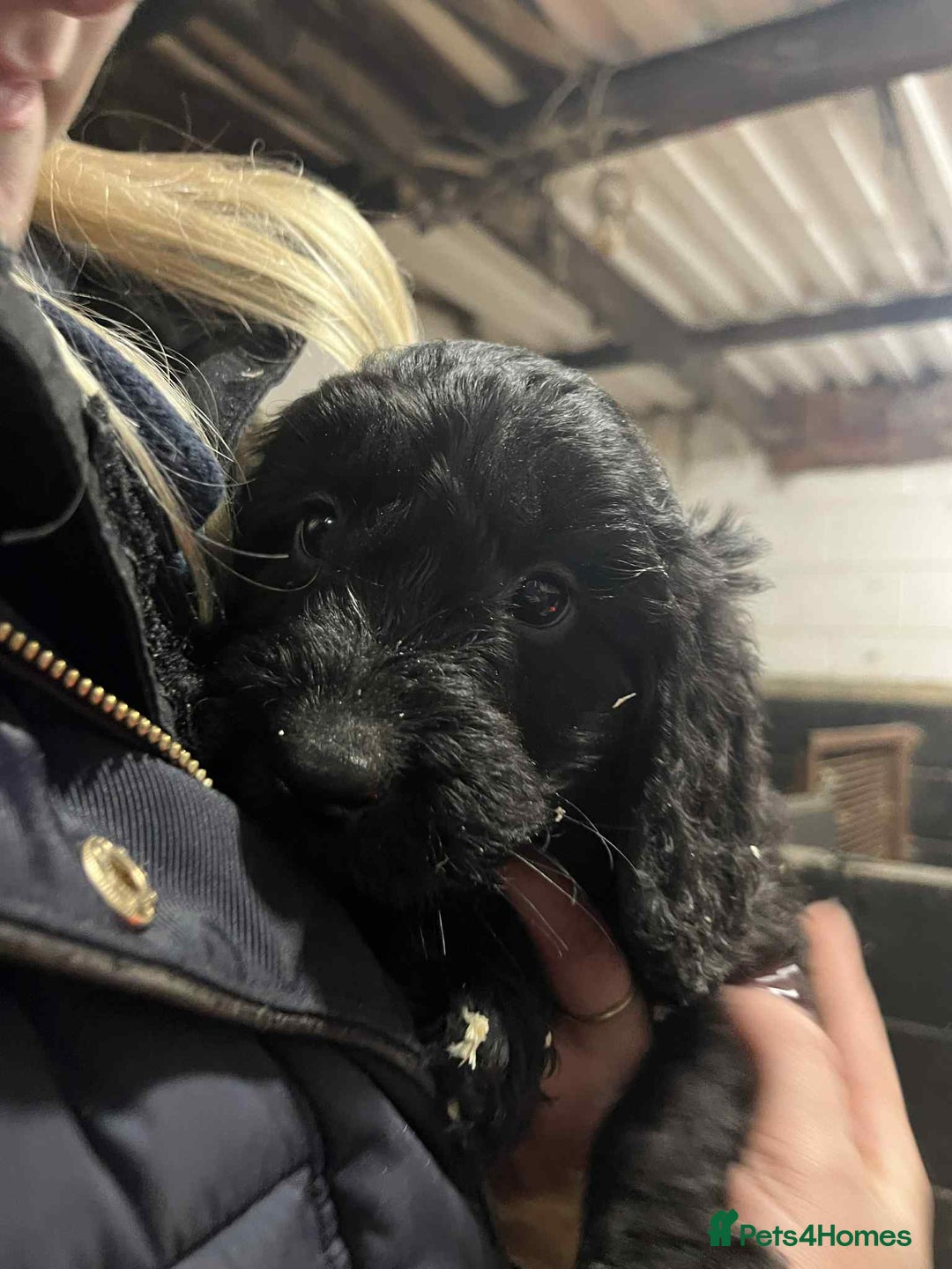 Cockapoo dogs for sale: Cockapoos  - Advert 5