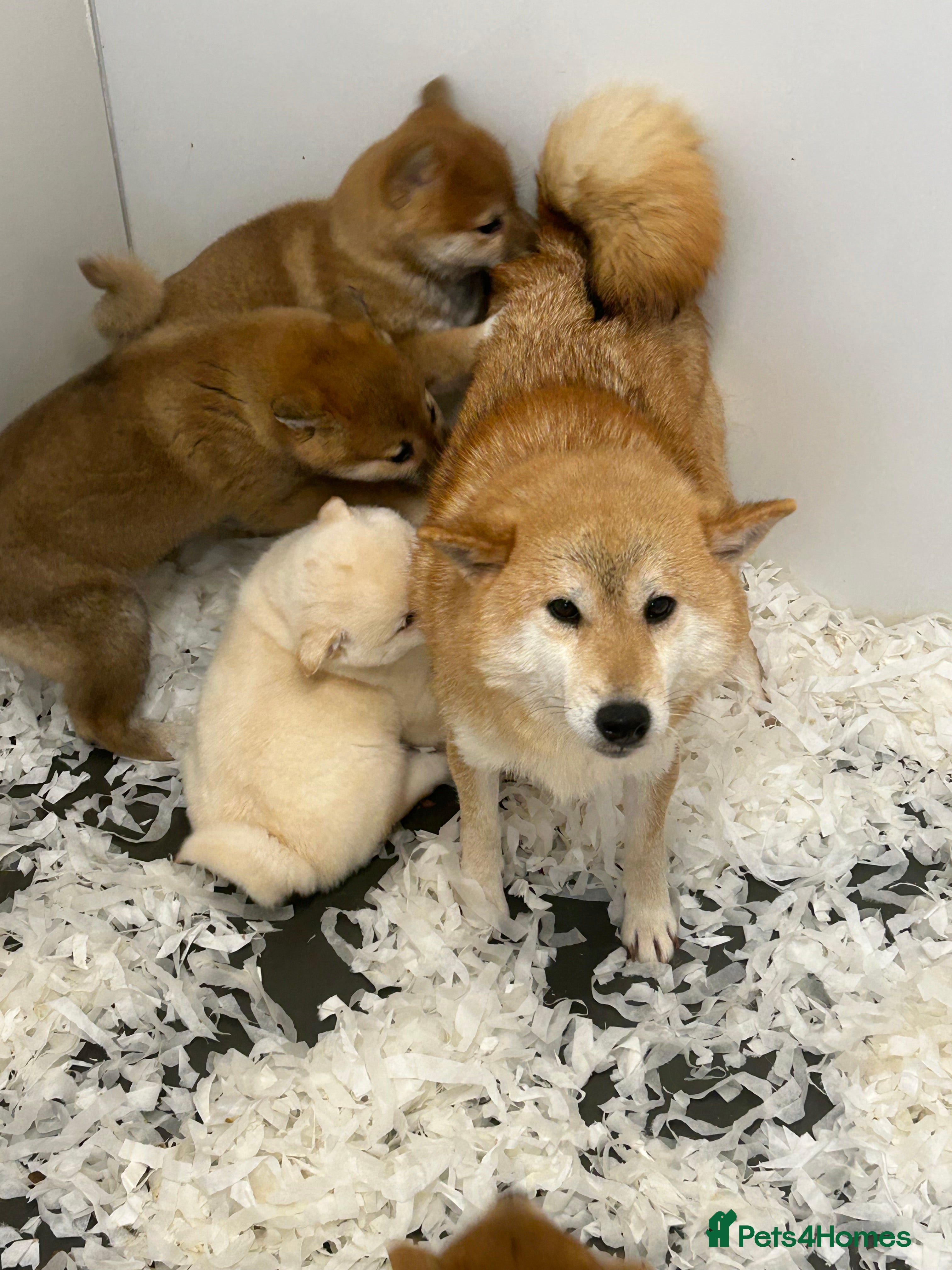 Japanese Shiba Inu dogs The stunning Japanese Shiba Inu  - Advert 2