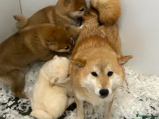 Japanese Shiba Inu dogs The stunning Japanese Shiba Inu - Advert 2