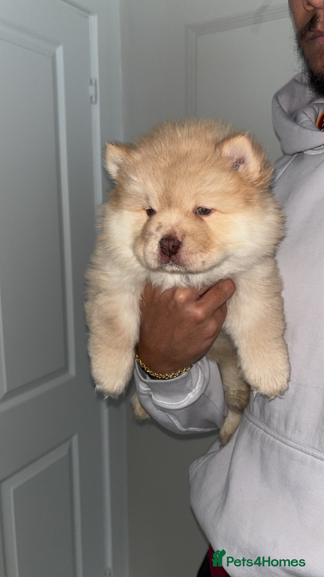 Chow Chow dogs for sale: 5 Gen Pedigree Chow Chow Puppies - Advert 2