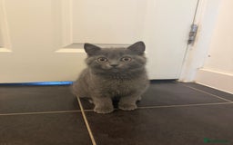 British Longhair cats for sale: 🐾 Adorable British Longhair Kittens  - Image 2