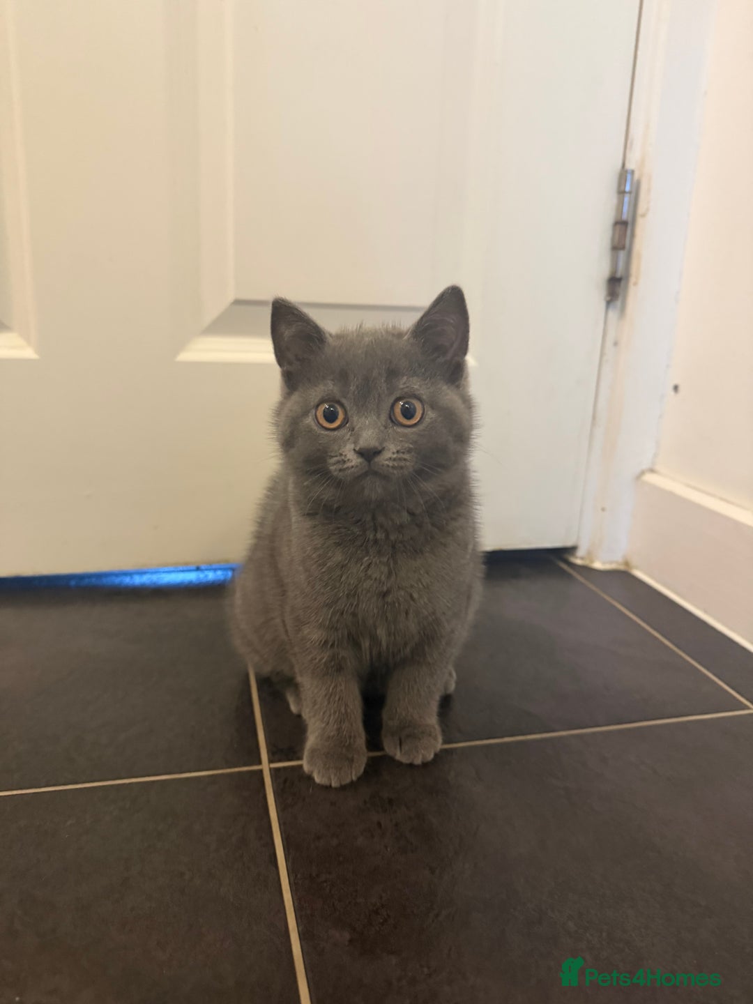 British Longhair cats for sale: 🐾 Adorable British Longhair Kittens  - Image 2