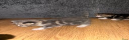 Mixed Breed cats for sale: 2 Grey (blue) and one darker tabby kittens  - Advert 8