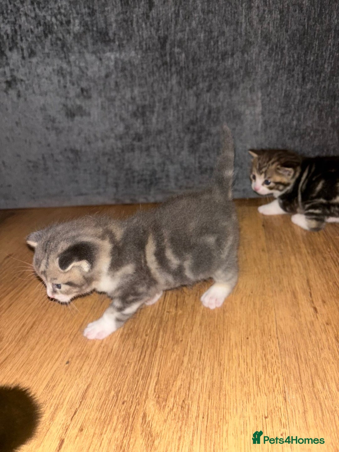 Mixed Breed cats for sale: 2 Grey (blue) and one darker tabby kittens  - Advert 8