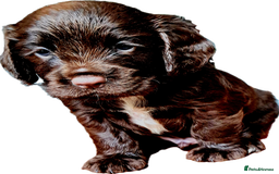 Mixed Breed dogs for sale: Working Spaniels looking for Forever Home  - Image 4
