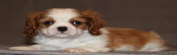 Cavalier King Charles Spaniel dogs for sale: Heart and health tested, KC registered. - Advert 9