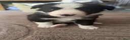 Border Collie dogs for sale: Border collie puppies for sale  - Advert 7