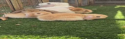 Mini Lop rabbits for sale: Beautiful Pure Mini Lop Bunnies Looking for Homes - Advert 9