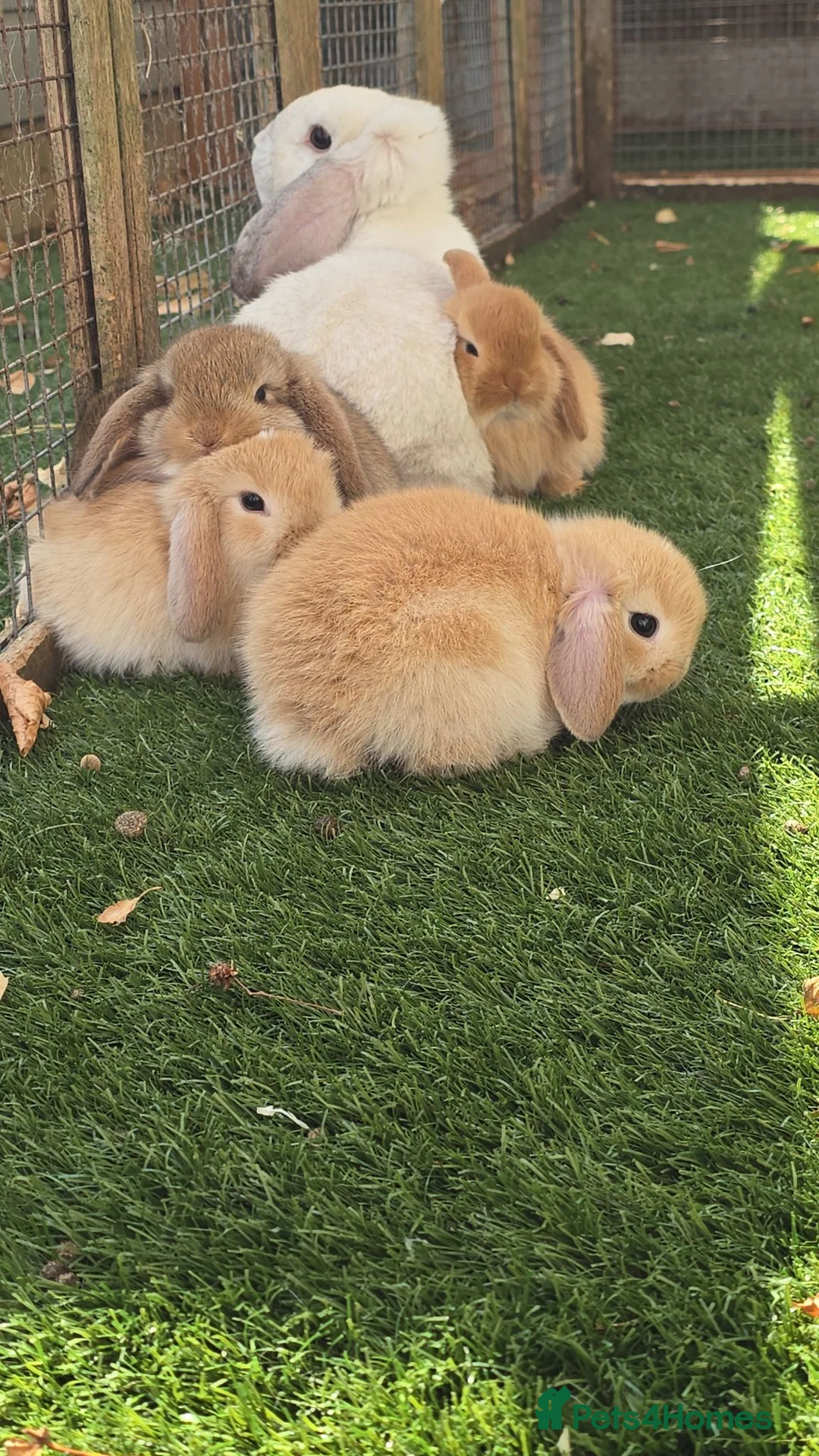 Mini Lop rabbits for sale: Beautiful Pure Mini Lop Bunnies Looking for Homes - Advert 9