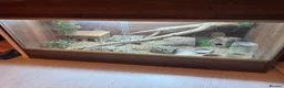 Bearded Dragon reptiles for sale: Bearded dragons & geckos  in Hereford - Advert 8