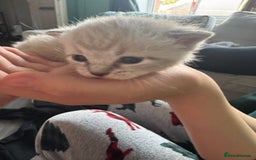 Bengal cats for sale: REDUCED Snow BengalS 1 REMAINING FEMALES REDUCED in Hook - Image 1