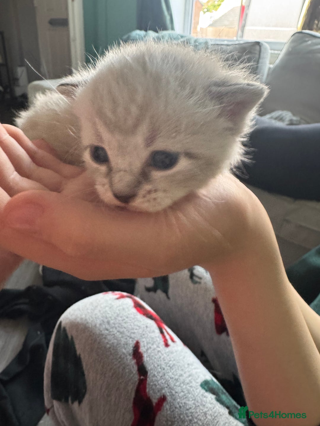 Bengal cats for sale: REDUCED Snow BengalS 1 REMAINING FEMALES REDUCED in Hook - Image 1