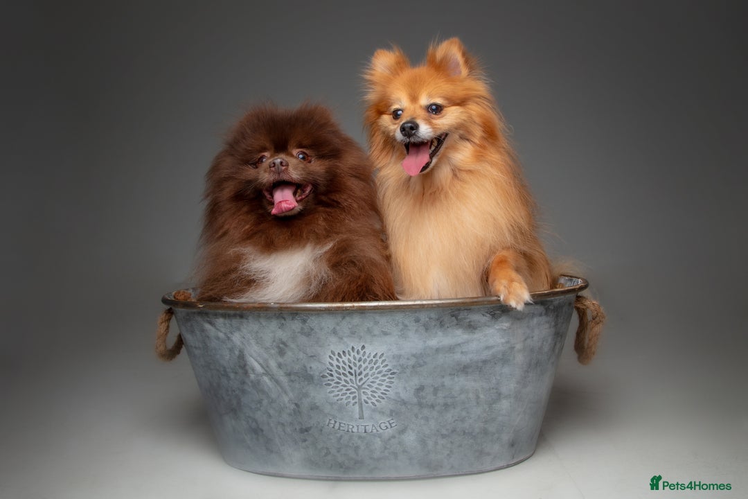 Pomeranian dogs for stud: Proven Chocolate KC in Runcorn - Advert 24