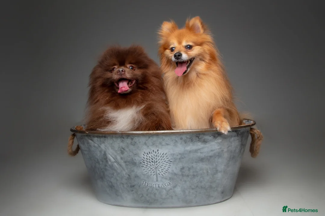 Pomeranian dogs for stud: Proven Chocolate KC in Runcorn - Advert 24