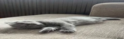 Scottish Fold cats for sale: 💙 Beautiful Blue Scottish Fold Girl - Advert 23