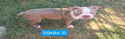 Boston Terrier dogs for sale: Beautiful Bostons 🌸 - Advert 17