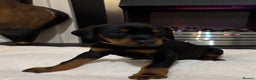 Dobermann dogs for sale: Stunning KC Dobermans champion bloodlines  - Advert 36