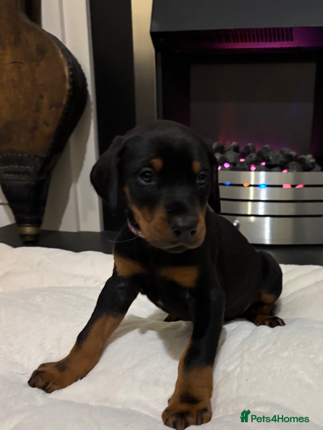 Dobermann dogs for sale: Stunning KC Dobermans champion bloodlines  - Advert 36