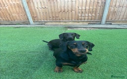 Mixed Breed dogs for sale: Miniature dachshund x cocker spaniel  - Image 14