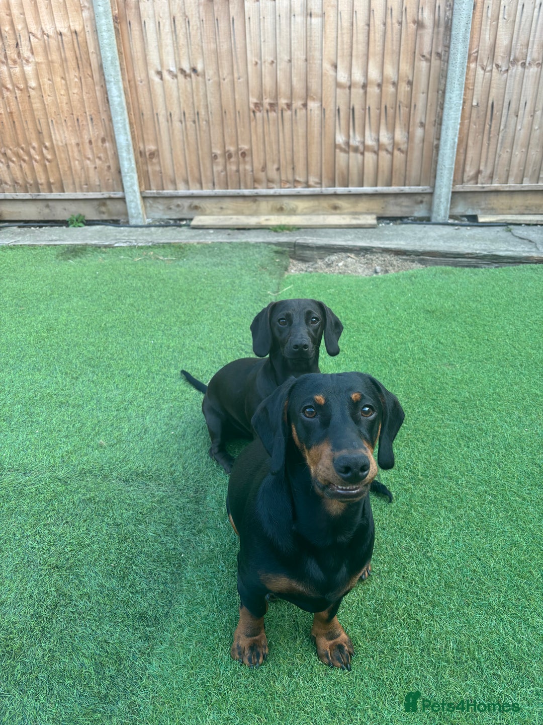 Mixed Breed dogs for sale: Miniature dachshund x cocker spaniel  - Image 14