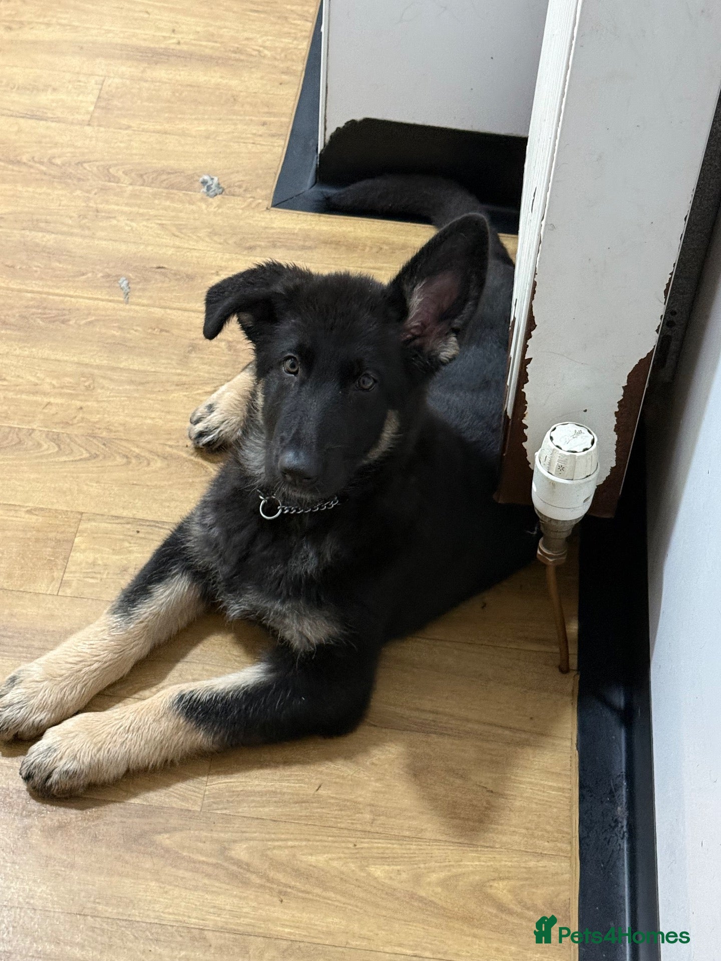 German Shepherd dogs Reduced further they carry Isabella Kcreg GSD pups - Advert 1
