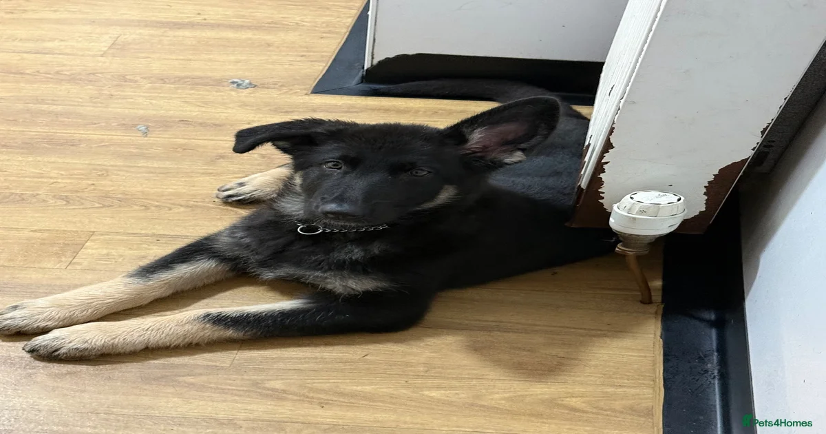 German Shepherd Puppies for sale in Scotland | Pets4Homes