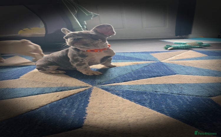 French Bulldog dogs - Advert 11