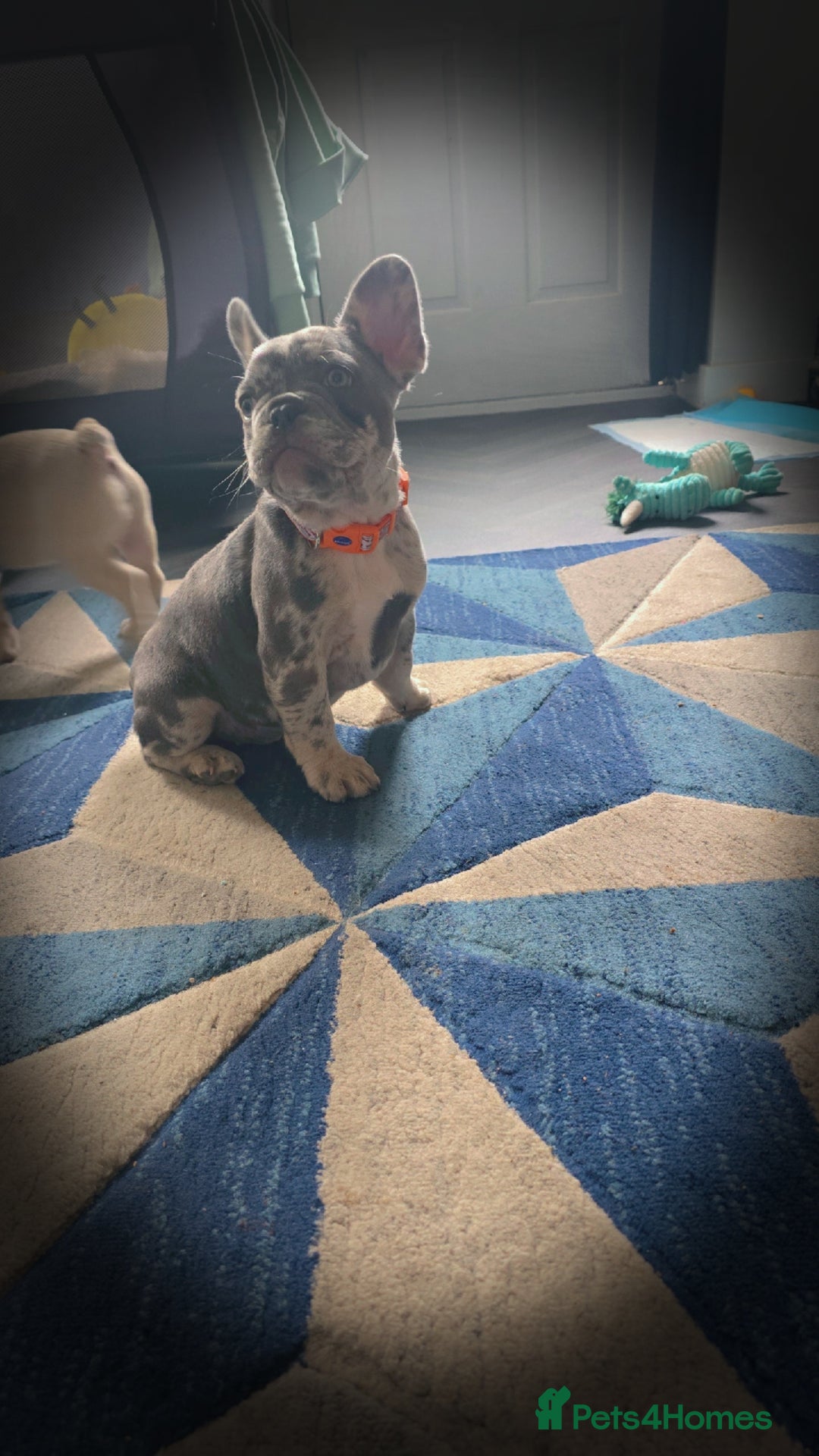 French Bulldog dogs for sale: 6 month old male  - Image 1