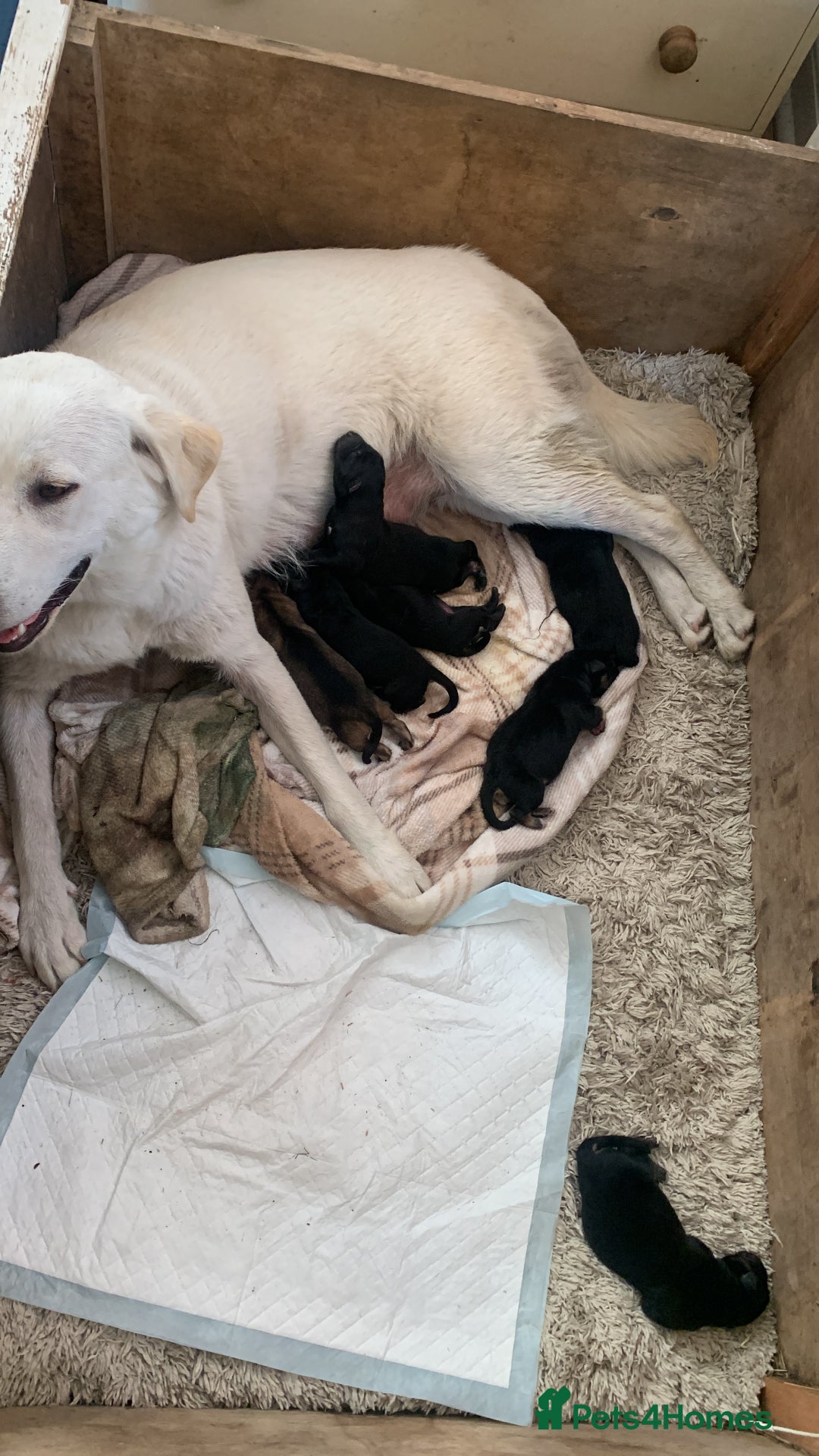 Mixed Breed dogs for sale: Labrador x German Shepard puppies - Image 8