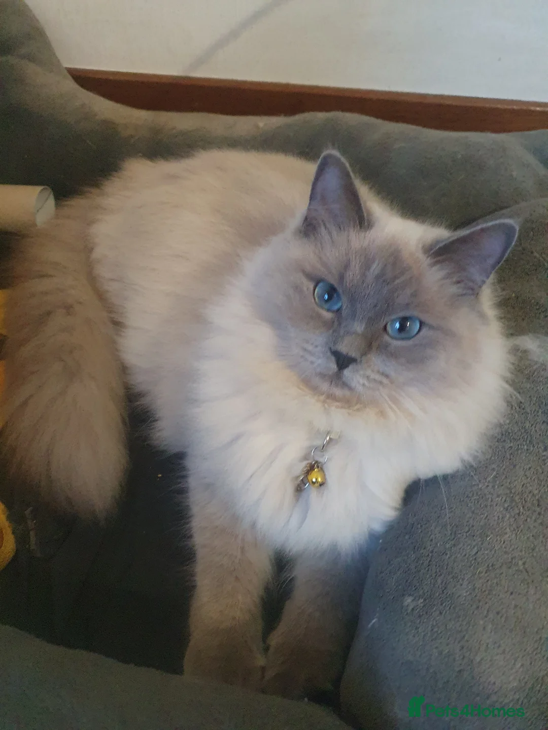 Ragdoll cats for sale: Sweet&Playful ragdolls - Advert 34