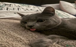 British Shorthair cats for sale: 14-Month-Old British Shorthair - Image 4