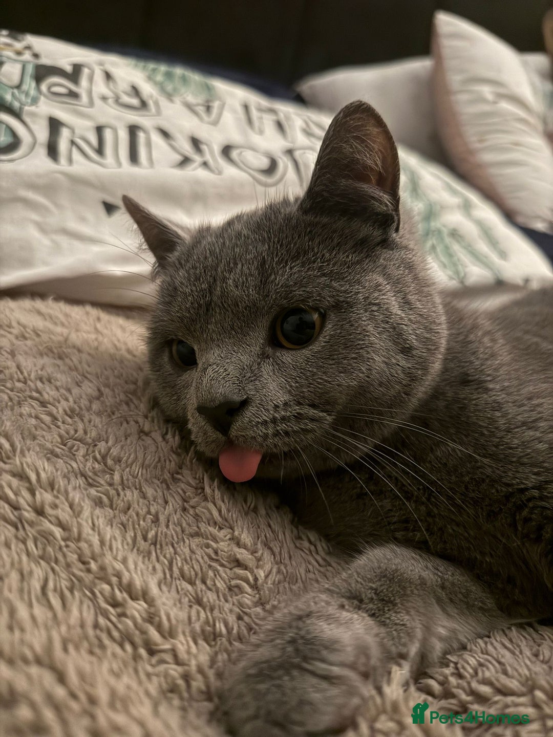 British Shorthair cats for sale: 14-Month-Old British Shorthair - Image 4