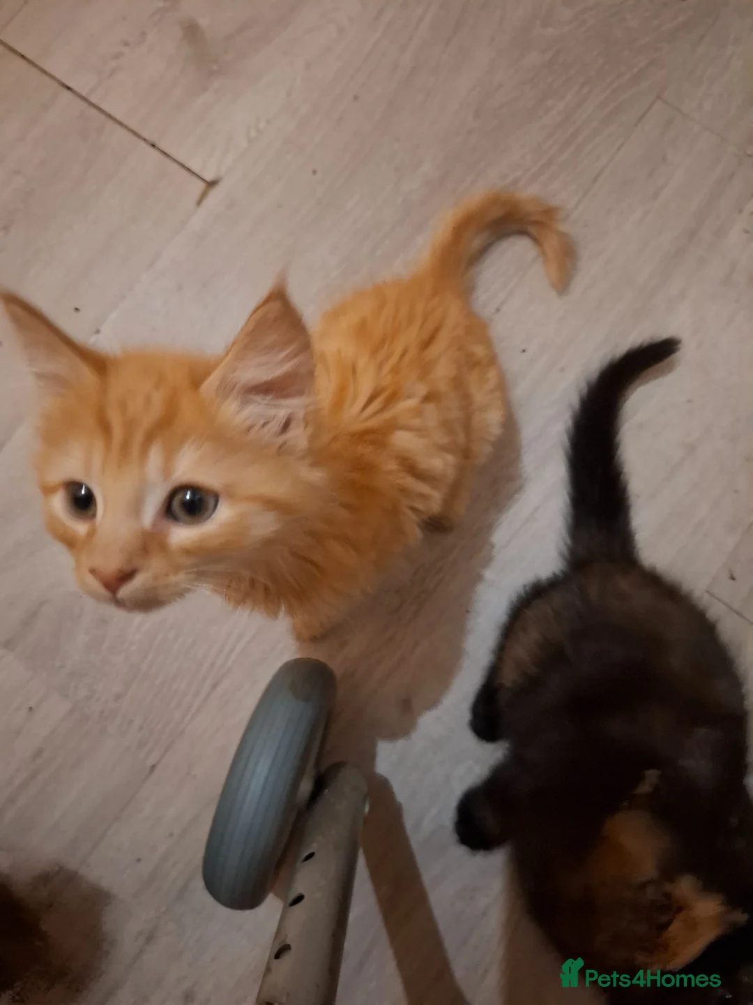 Mixed Breed cats for sale: Lovely kittens - Advert 7