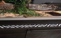 Corn Snake reptiles for sale: Unsexed corn snake - Image 2