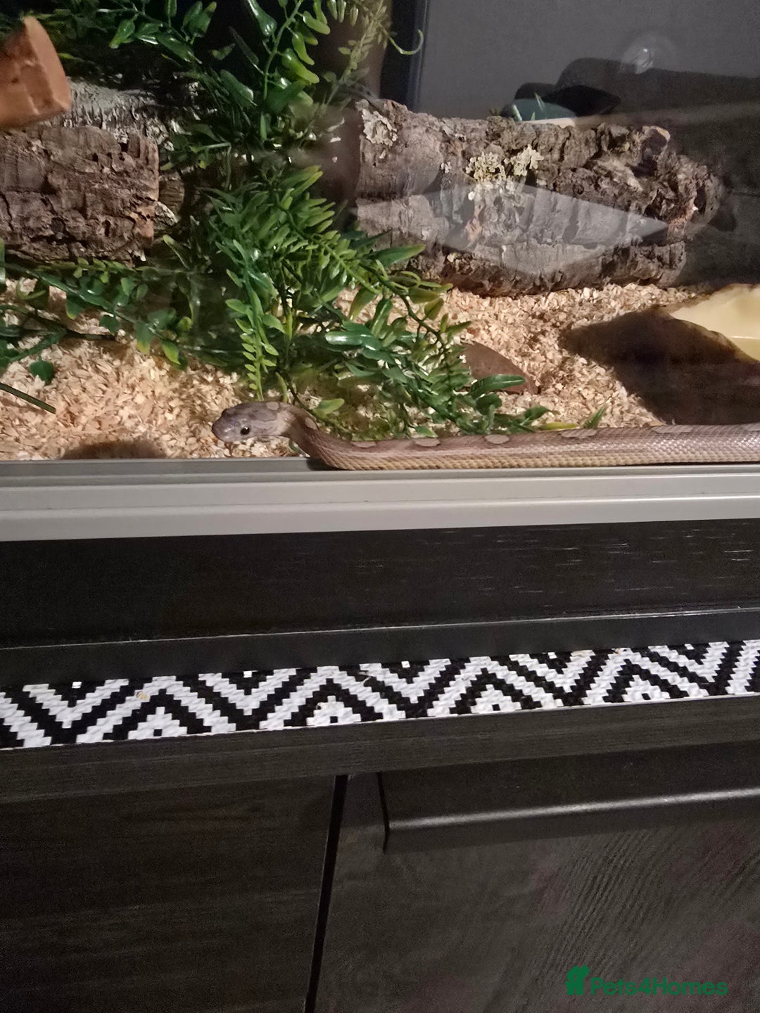 Corn Snake reptiles for sale: Unsexed corn snake - Image 2