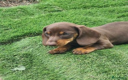 Miniature Dachshund dogs for sale: KC registered miniature dachshunds  - Image 8