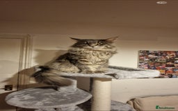 Maine Coon cats for sale: Ready December TICA beautiful Maine Coon Kittens  - Image 20