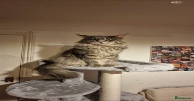 Maine Coon cats TICA beautiful Maine Coon Kittens  - Advert 1