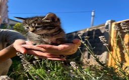 Scottish Fold cats for sale: Adorable Scottish Fold Mix Kittens - Image 5